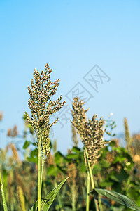 在蓝天特工中特写高梁高粱小麦天空珍珠植物农场糯米种植园谷物生长图片