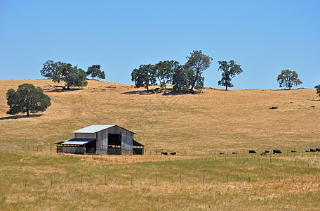 加利福尼亚牧牛牧场奶牛草地天空场地栅栏场景谷仓农业风景树木图片