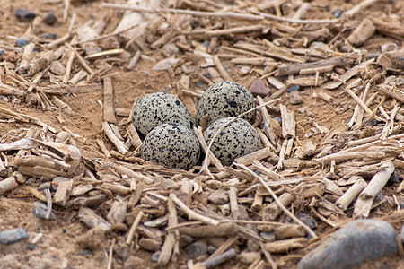 红瓦特拉普农场荒野季节鸟类生活马角记号野生动物团体动物图片