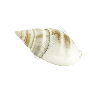 须在白色上隔离断开贝壳海鲜牡蛎贝类宏观软体锥体动物漩涡海洋图片