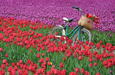 自行车和郁金香图片