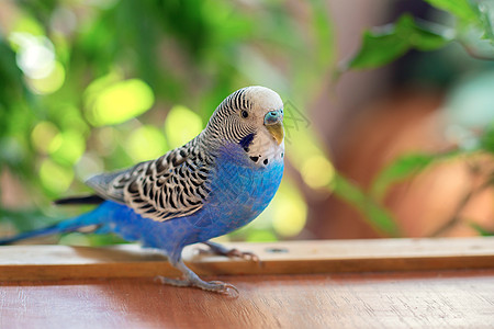 一只美丽的蓝色大浪鹦鹉坐着没有笼子 在家中有热带鸟类图片