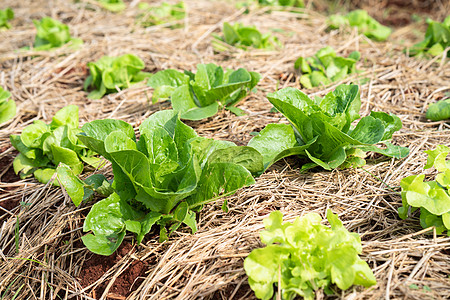 农村的绿色芥子蔬菜植物食物种植场地栽培多叶生长芥菜培育农场芸苔图片