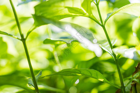 绿叶上的露珠季节树叶植物植物学植物群草本植物生活环境气泡水滴图片