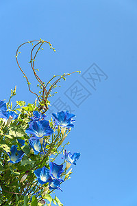 清晨花朵 蓝色天空植物学藤蔓花园番薯蓝花园艺植物群树叶喇叭花公园图片