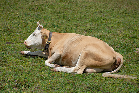 一只瑞士奶牛坐在田野里图片