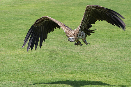 Griffon 秃鹰(GYPs fulvus)从地面表演起飞图片