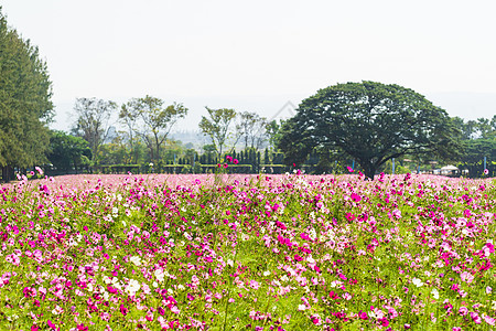 粉粉月花在田野中的花朵宇宙农村花园草地公园叶子植物学粉色绿色场地图片