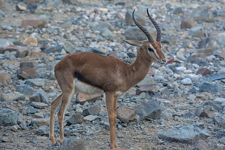 位于联合国岩石中的阿拉伯沙沙 Gazelle(加泽拉马里卡)图片