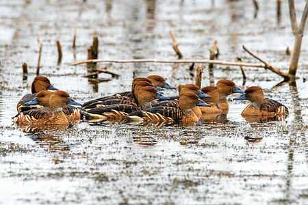 吹口哨的鸭子账单鸟类游泳观鸟羽毛水禽沼泽棕色红色野生动物图片