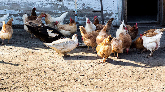 农场鸡肉 农业 宠物 环境友好型图片