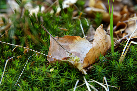 干枯的树叶倒在绿草床上图片