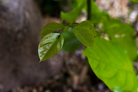 千叶百叶百叶的树叶上有很多昆虫图片