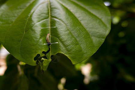 树上有许多昆虫 其中含有许多昆虫植物群花园树枝生长农场植物学公园农业场景天篷图片