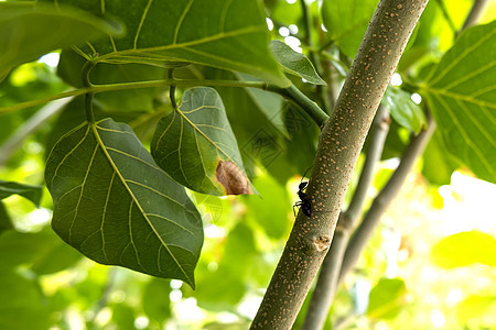 树上有许多昆虫 其中含有许多昆虫场景热带植物学天篷叶子公园食物植物群农场生长图片