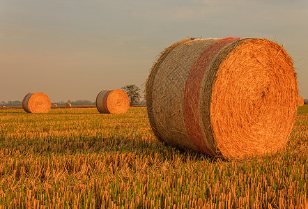 在田地里 干草圆柱形白泥浆的密闭小麦食物粮食农民收集农村圆形天空农田饲料图片