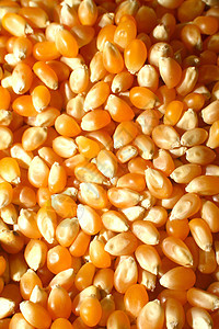 玉米宏农业谷类能源作物种子玉米植物燃料食物发电图片