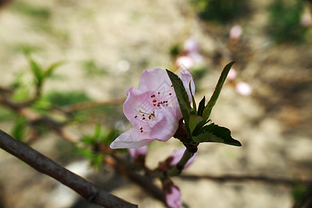 春天的花树植物枝条宏观果园桃树花粉季节叶子花瓣阳光图片