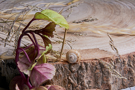 砍木头上的棕蜗牛荒野椭圆物种情调花园植物群螺旋蜗牛壳动物群野生动物图片