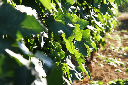 葡萄园的青绿新葡萄藤蔓概念想法生长酒精孩子时间绿色农产品栽培图片