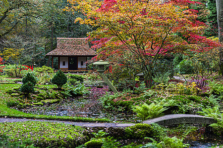 秋季的美丽的日本花园花朵色彩壮丽图片
