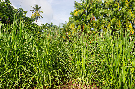 马提尼克的甘蔗田热带群岛食物农场生长果汁种植园绿色收成农业图片