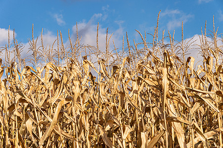 加拿大的玉米田干枯季节谷物热浪晴天收获麦田干旱生长天空场地图片