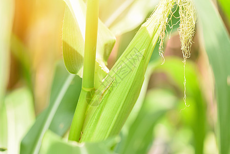 玉米田植物树上的幼玉米  玉米穗蔬菜坎波生物质饲料晴天叶子生活食品作物食物图片