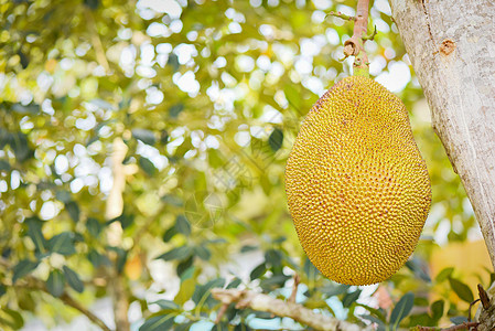 Jackfruit挂在T的花园果子上的胡桃树上图片