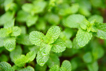 园艺背景的聚粉叶     新鲜薄荷树叶植物宏观食物迷迭香香料石头叶子草药药品木头图片