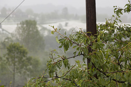 果树上的风暴灾难保险农业天气暴风雨欢呼下雨冰雹危险沉淀绿色图片