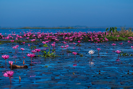 泰国Udonthani粉红莲和红莲湖天堂池塘场地热带叶子情调花园异国反射百合图片