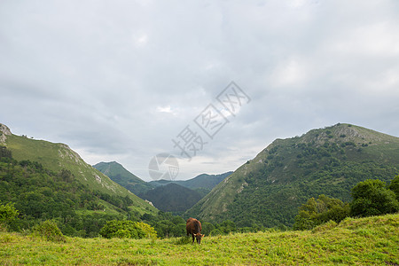 农场奶牛牧场国家农村旅行公园山峰自然天空环境动物图片