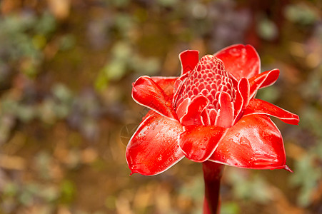 热带花朵红火炬姜图片