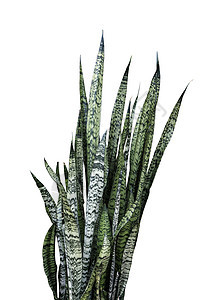 白灰原上隔离的桑塞维里亚三法西塔或蛇族植物图片