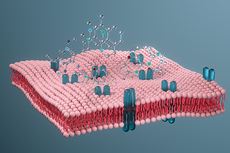 细胞膜和生物学 生物概念 3D感应引理细胞质脂类细胞教育宏观渗透外设原生质作用图片