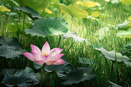 露莲花开花 绿色叶子背景在植物植物学花园植物群树叶池塘美丽百合晴天阳光图片