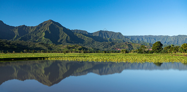 Kauai的Na Pali山叶架农场农业热带芋头叶子旅行爬坡蓝天绿色场地图片