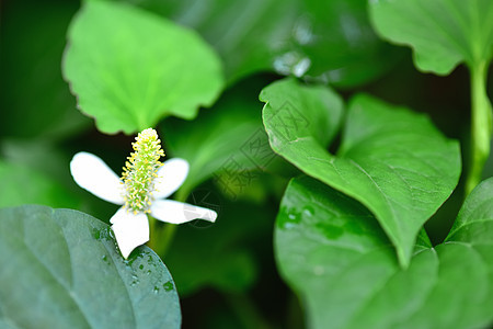 药草和蔬菜及花朵药品蜥蜴叶子草本植物杂草数据心叶民间草药季节图片