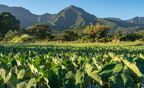 Kauai的Na Pali山叶架反射热带旅行植物蓝天风景场地爬坡叶子农业图片
