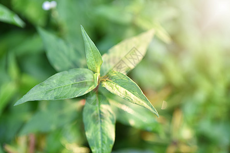 的叶子健康草本植物香料植物叻沙花园玉竹美食薄荷蔬菜图片