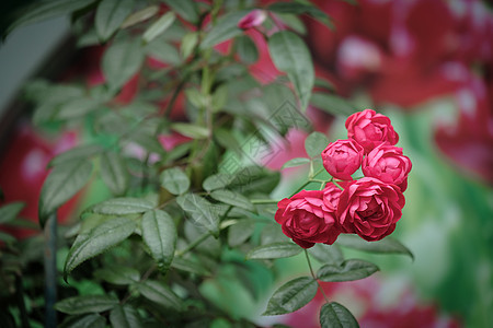 在花园的春天 美丽的红色攀登玫瑰花朵图片