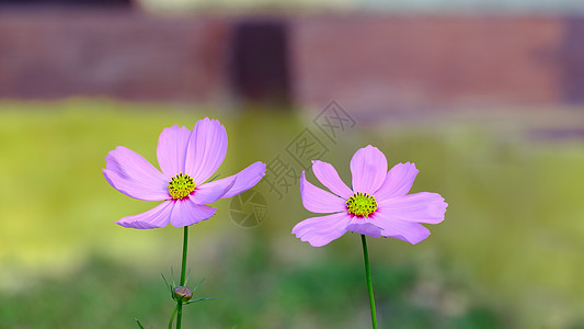 开花雌蕊绿色花瓣花束宇宙花园粉色夫妻白色双胞胎图片