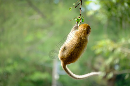 猴子叶子照片野生动物猕猴妈妈树叶母亲眼睛婴儿卸扣图片