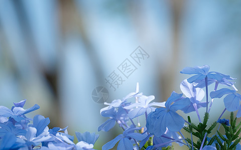 花洋甘菊生长场景牧场植物家庭野花场地蓝色季节图片