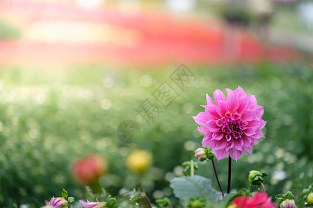 绿色花园中美丽的粉红色Dahlia花朵季节植物生物学叶子紫色花头植物群草本植物公园菊花图片
