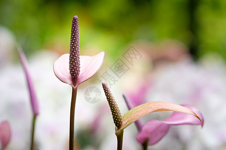 安图留红色花瓣植物群尾花植物橙子热带百合紫色叶子高清图片