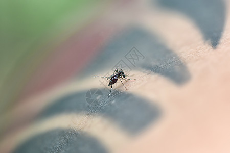 人体皮肤上的百虫蚊子 危险感染的蚊子皮肤药品疾病疼痛载体害虫昆虫动物宏观白纹寄生虫图片