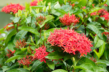红色尖钉宏观植物花园类别叶子绿洲手工香水崇拜香气图片