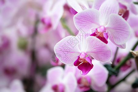 兰花植物香味植物学宏观花瓣香水礼物香草花园紫色图片